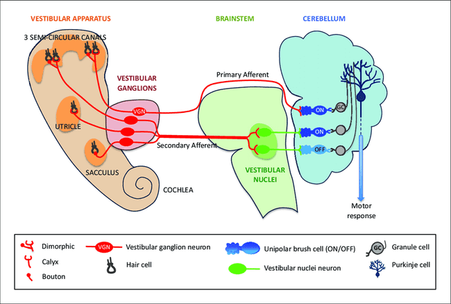 Primary and secondary afferents from the vestibular system to the cerebellum. 